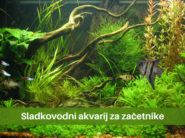 Sladkovodni akvarij za začetnike